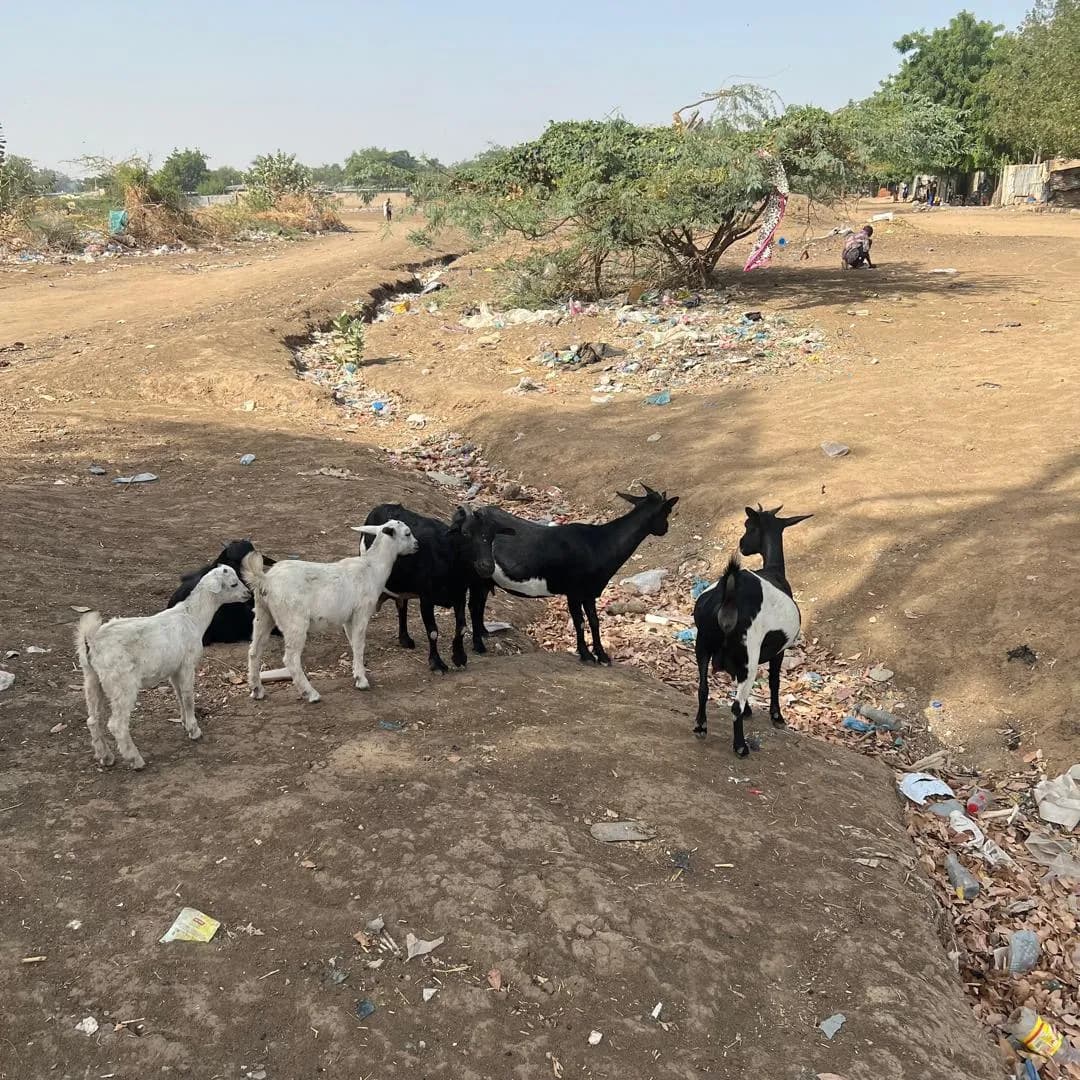 Déchets et divagation animale dans le canal